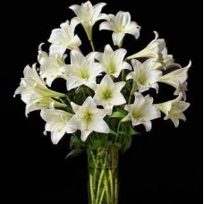 Vase with 12 lilies or lilies